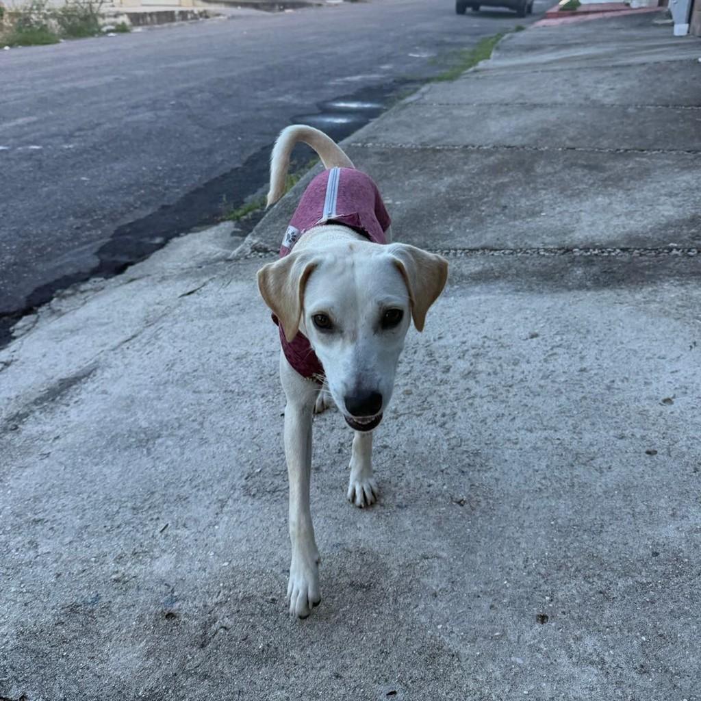 Pérola, cachorro de porte pequeno para adoção em Fortaleza - CE