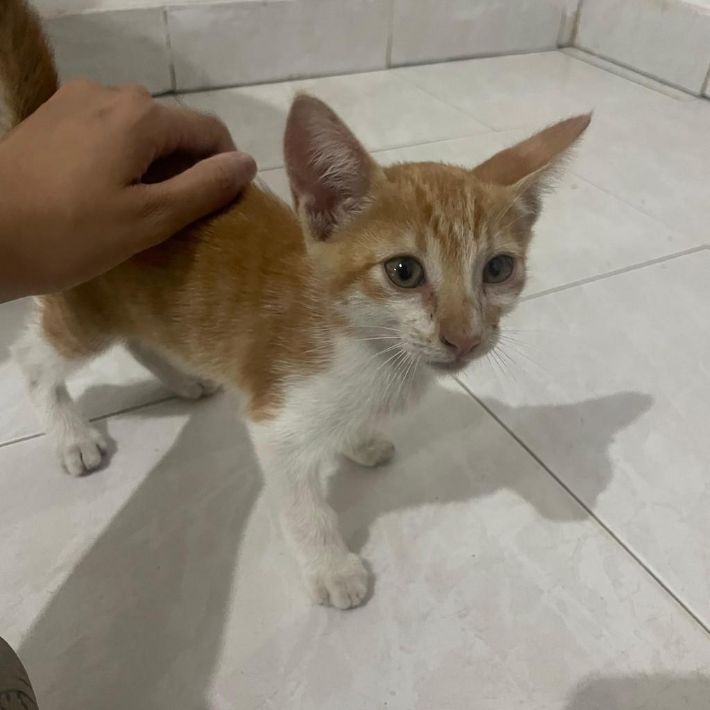 Lindinho, gato de porte pequeno para adoção em Russas - CE