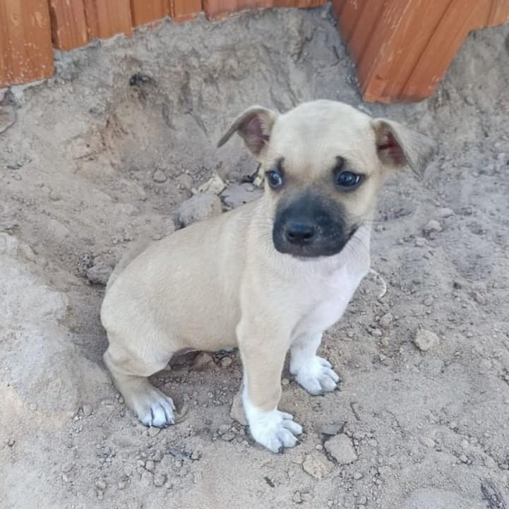 Flora, cachorro de porte pequeno para adoção em Russas - CE