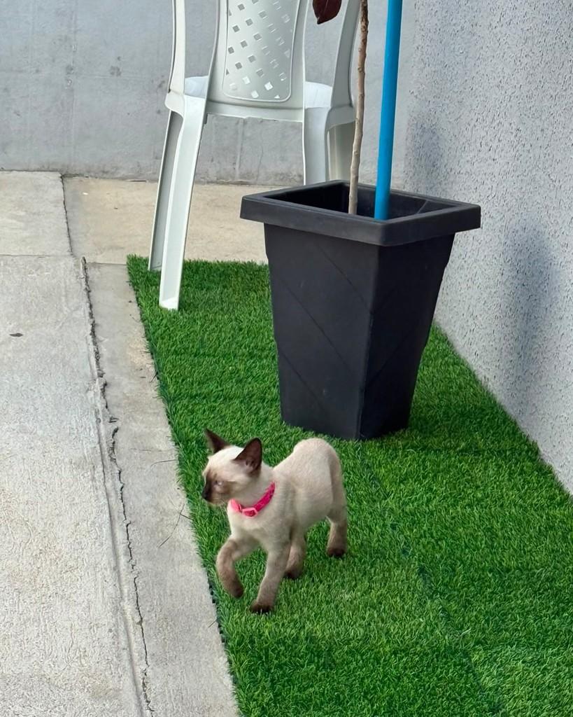 Mocinha, gato de porte pequeno para adoção em Russas - CE