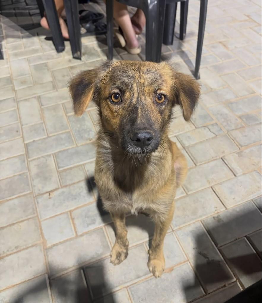 Paçoca, cachorro de porte pequeno para adoção em Russas - CE