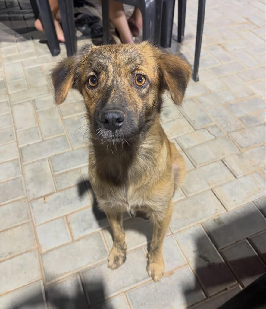 Paçoca, cachorro de porte pequeno para adoção em Russas - CE — foto 2 de 2