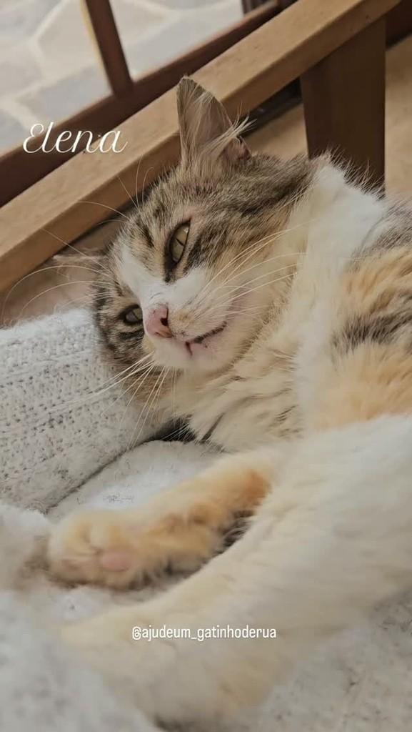 Bolinha de Pêlos, gato de porte médio para adoção em Porto Alegre - RS