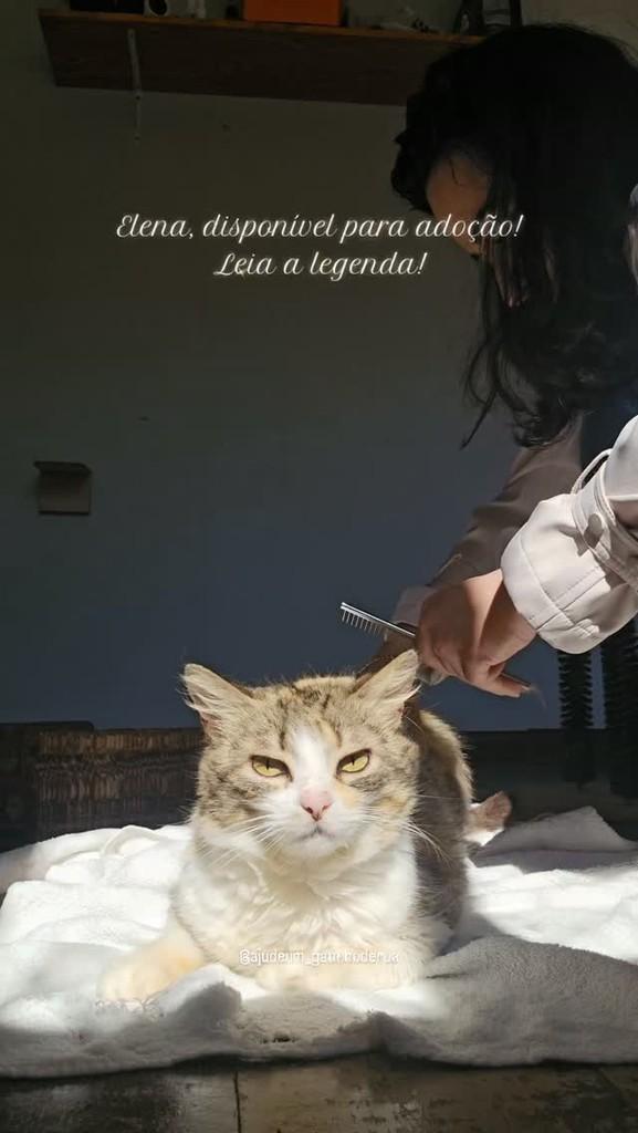 Mocinha, gata de porte médio para adoção em Porto Alegre - RS