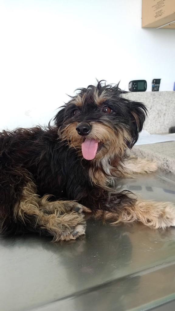 Ritinha, cachorro de porte pequeno para adoção em Perdigão - MG