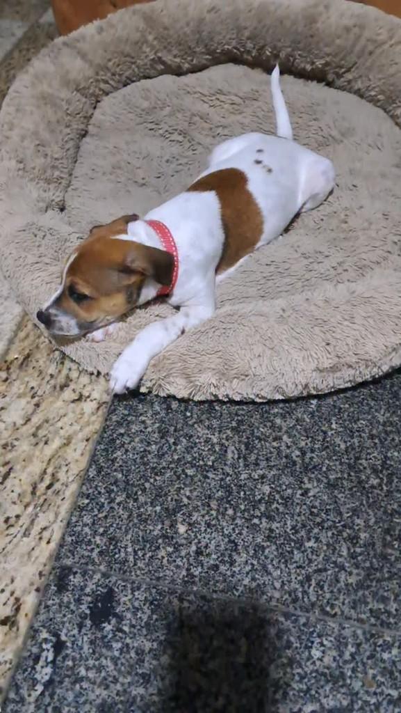 Filinta, cadela de porte pequeno para adoção em Feira de Santana - BA
