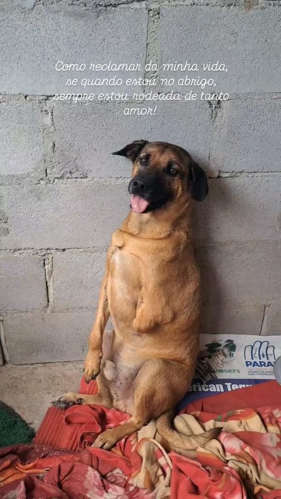 Natalino, cachorro de porte médio para adoção em Feira de Santana - BA