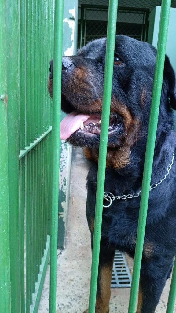 Grandão, cachorro de porte grande para adoção em Valinhos - SP