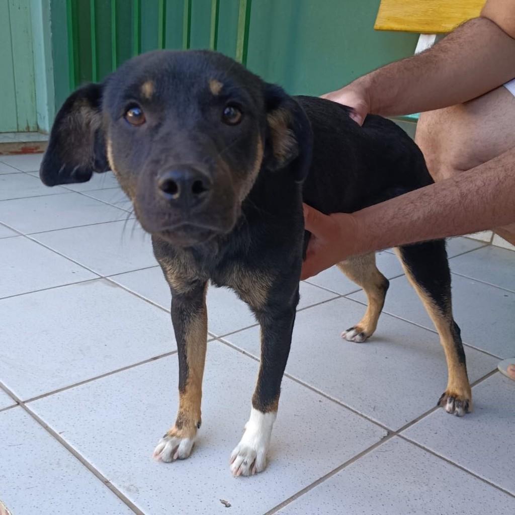 Cachorrinha, cadela de porte pequeno para adoção em Valinhos - SP