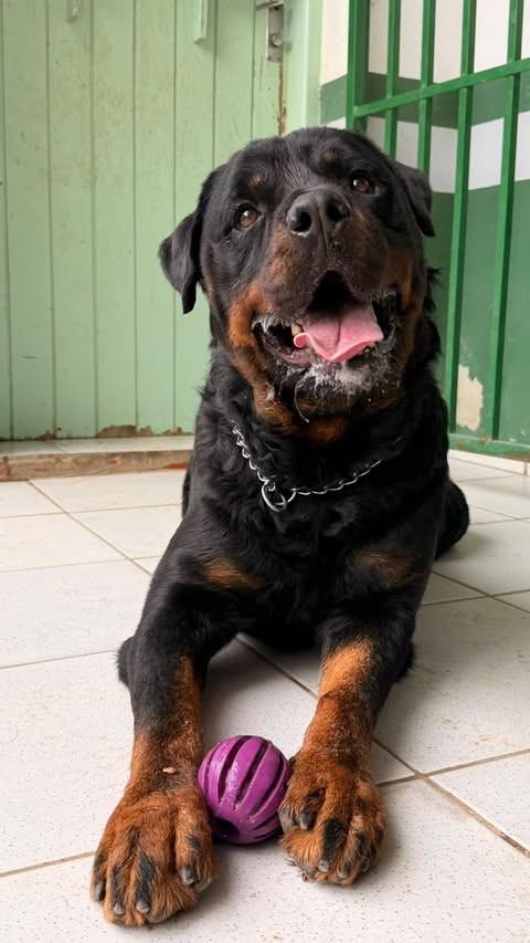 Tiquinho, cachorro de porte grande para adoção em Valinhos - SP