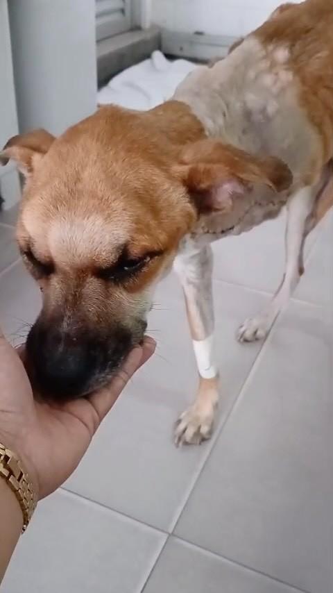 Ringo, cachorro de porte pequeno para adoção em Cuiabá - MT