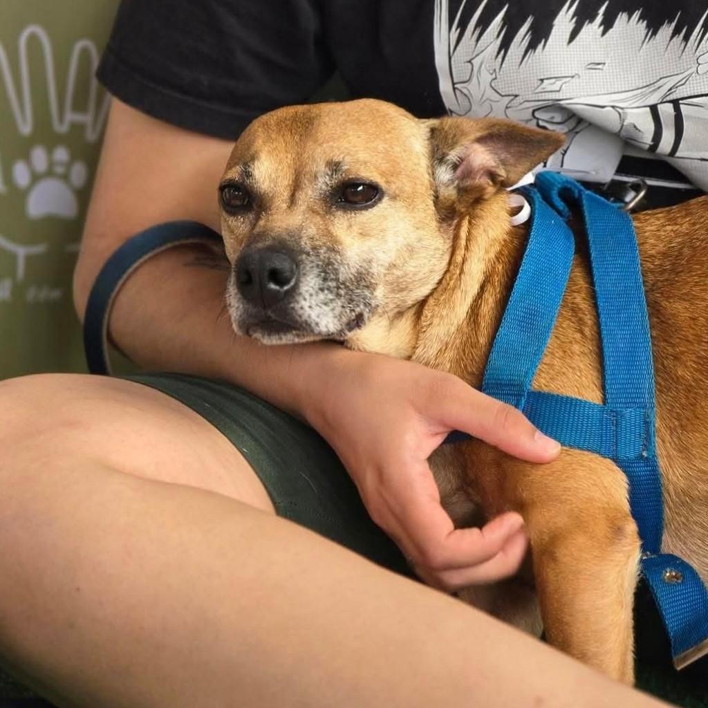 Lili, cachorro de porte pequeno para adoção em São Paulo - SP