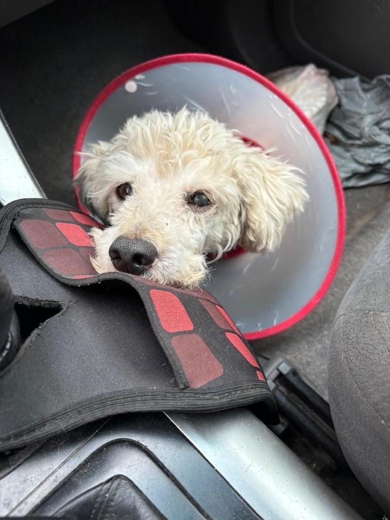 Floquinho, cachorro para adoção em São Paulo - SP