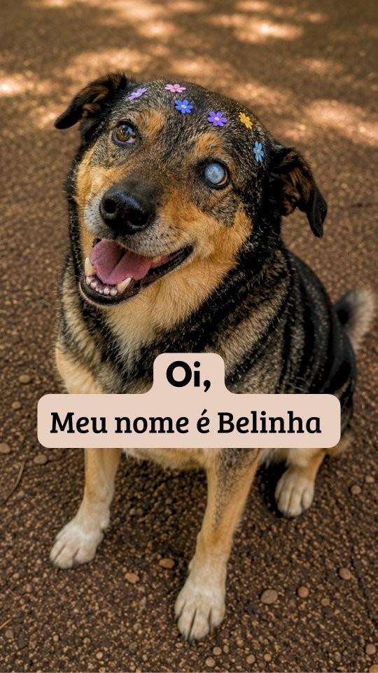 Belinha, cachorro de porte médio para adoção em Campinas - SP