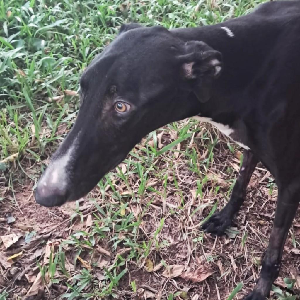 Apolo, cachorro de porte grande para adoção em Cachoeirinha - RS