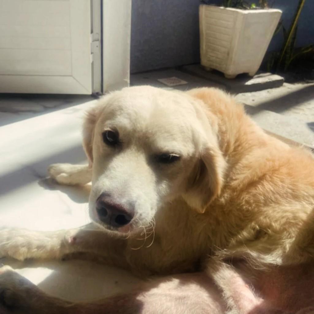Pirata, cachorro de porte médio para adoção em Cachoeirinha - RS