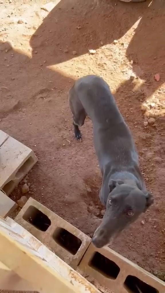 Elvira, cachorro de porte grande para adoção em Itaara - RS