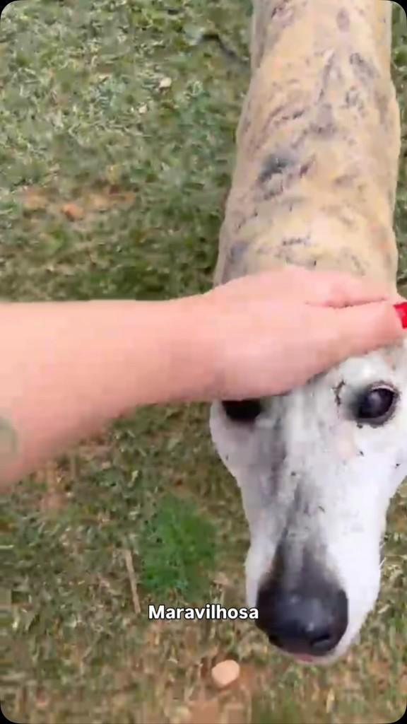 Dara, cadela de porte pequeno para adoção em Itaara - RS
