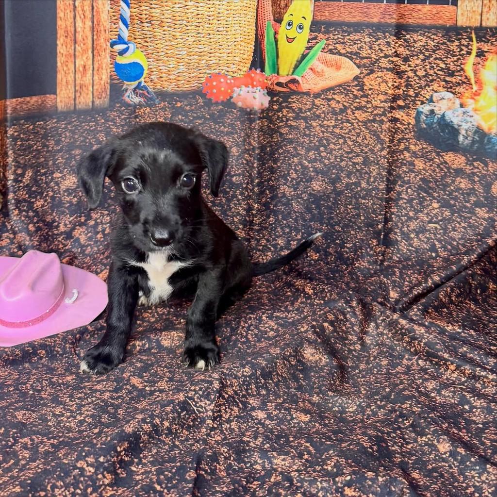 Agnes, cachorro de porte pequeno para adoção em Goiânia - GO