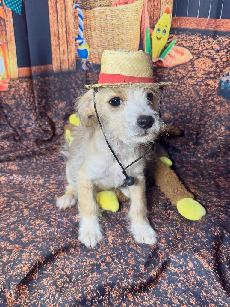 Blake, cachorro de porte pequeno para adoção em Goiânia - GO