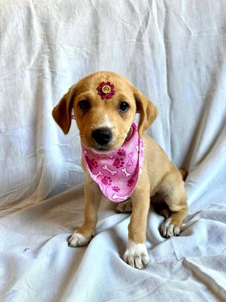 Babaloo, cadela de porte médio para adoção em Goiânia - GO