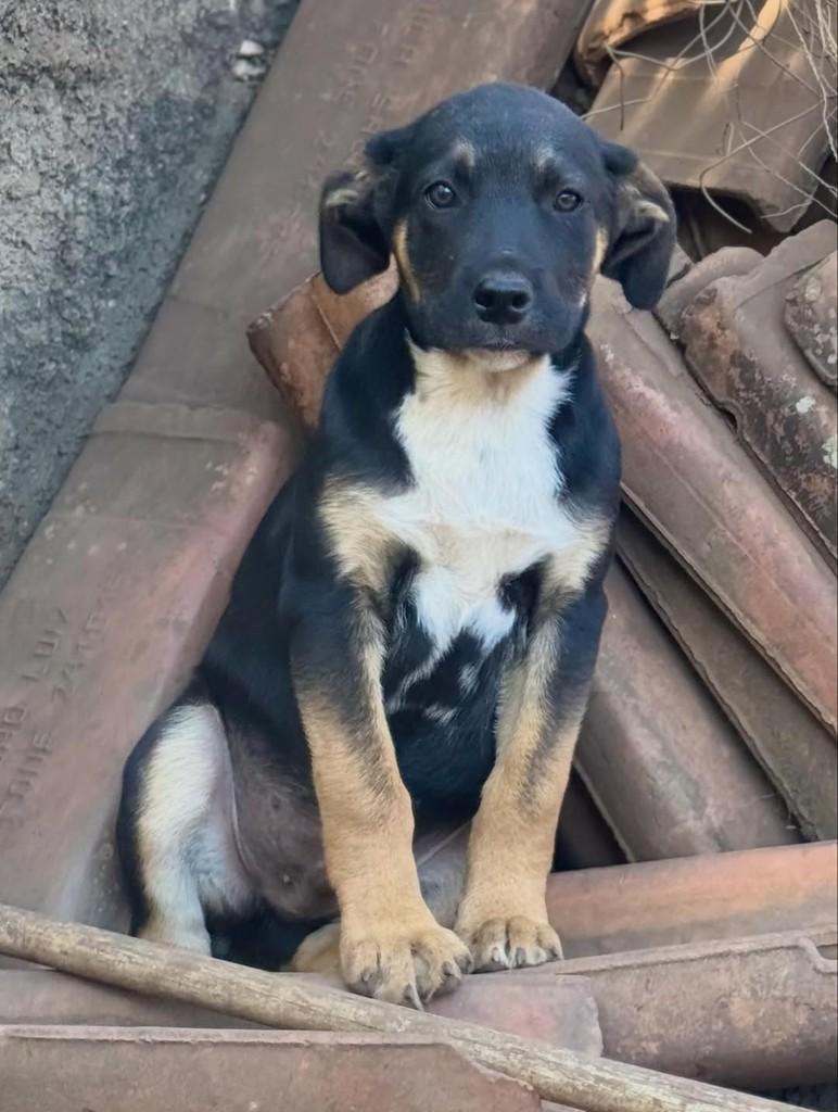 Bará, cachorro de porte grande para adoção em Goiânia - GO