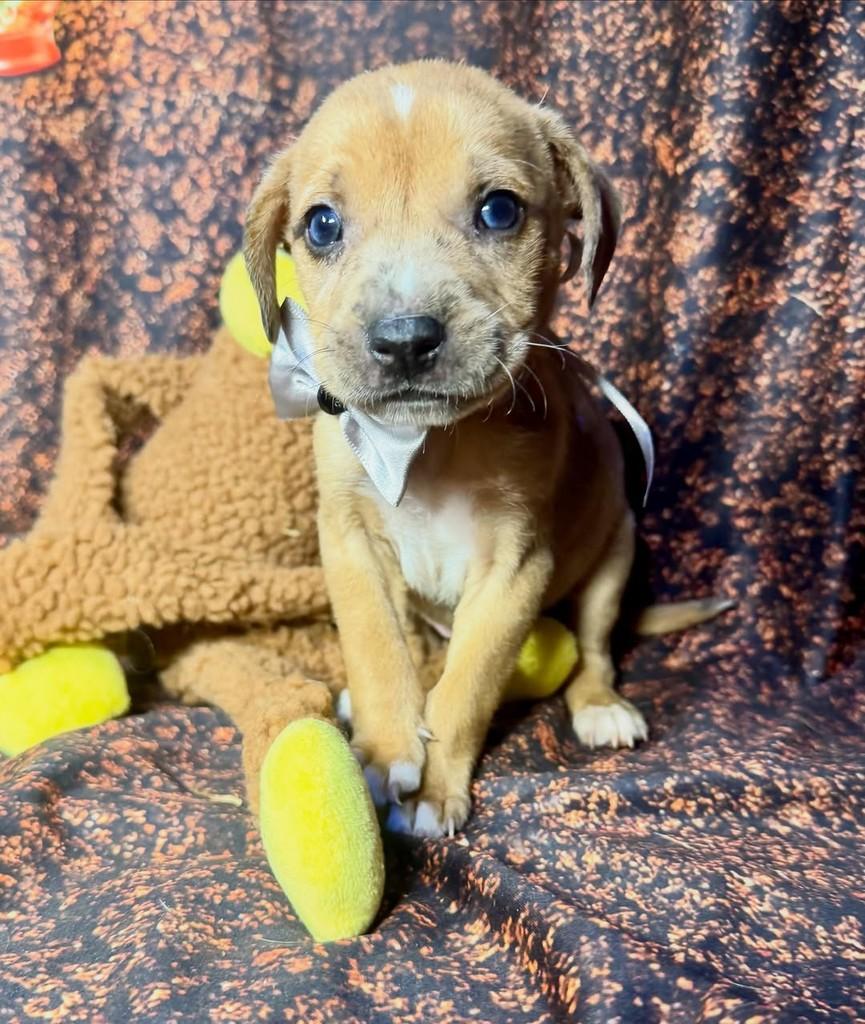 Marquinhos, cachorro de porte pequeno para adoção em Goiânia - GO