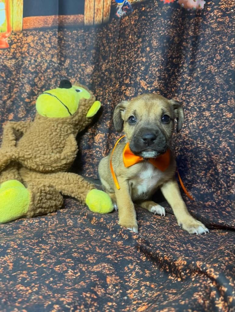 Caramelo, cachorro de porte pequeno para adoção em Goiânia - GO