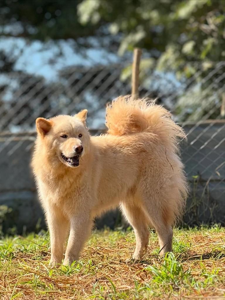 Amadeus, cachorro de porte médio para adoção em Goiânia - GO