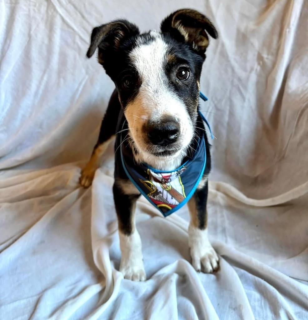 Rony, cachorro de porte médio para adoção em Goiânia - GO