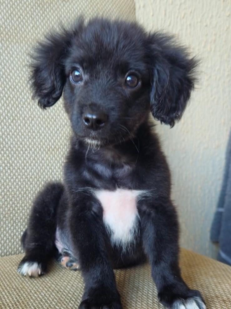 Dan, cachorro de porte pequeno para adoção em Goiânia - GO