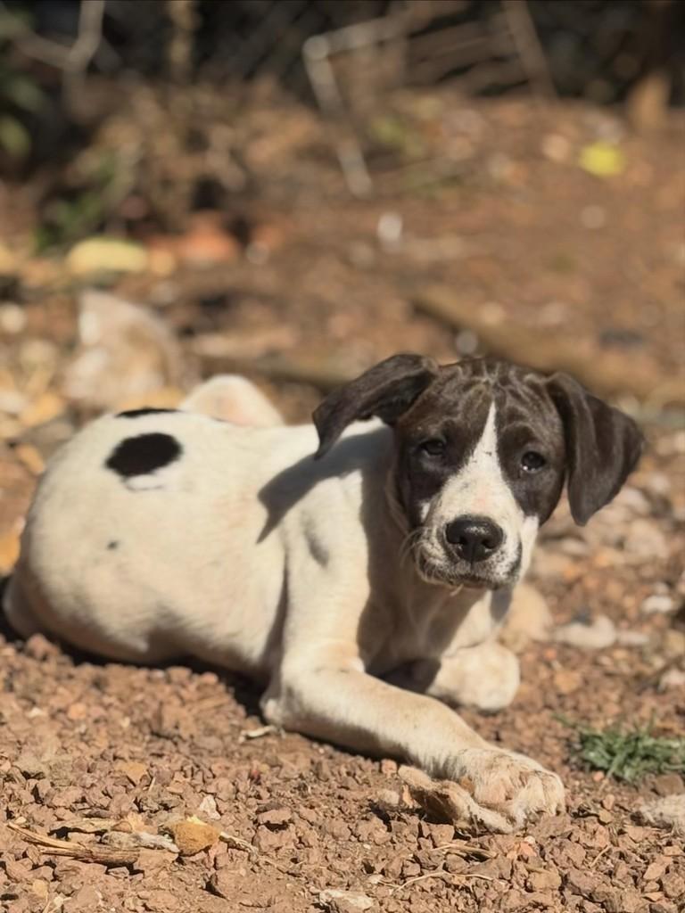 7Belo, cachorro de porte médio para adoção em Goiânia - GO