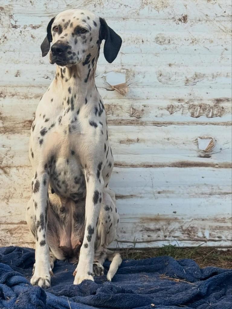 Baunilha, cachorro de porte médio para adoção em Goiânia - GO