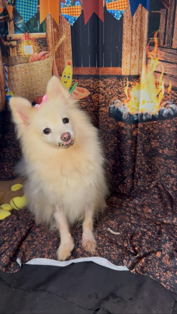 Cigana, cachorro de porte pequeno para adoção em Goiânia - GO
