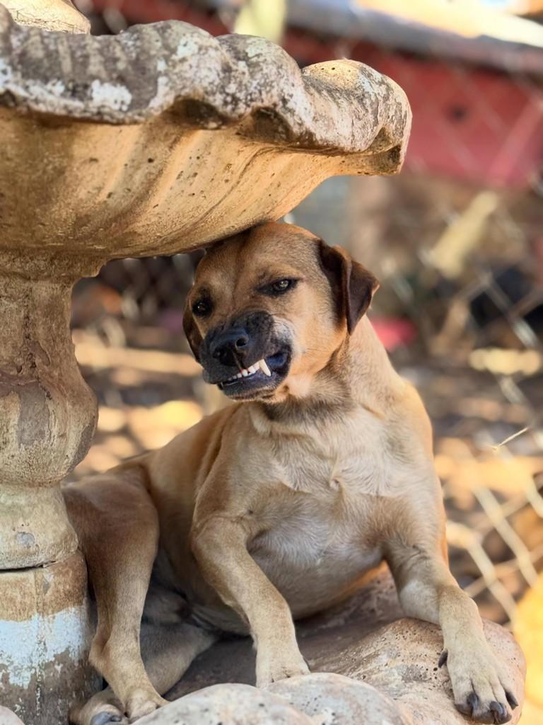 Sorriso, cachorro de porte pequeno para adoção em Sorriso - MT