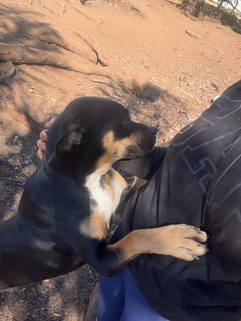 Gana, cadela de porte médio para adoção em Goiânia - GO