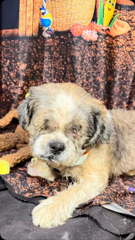 Stevie, cachorro de porte médio para adoção em Goiânia - GO