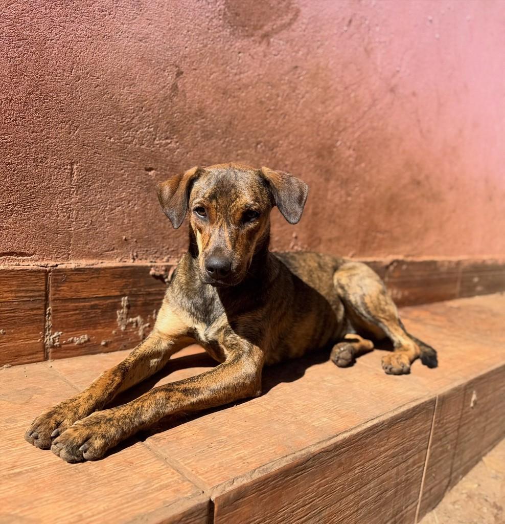 Nádia, cadela de porte pequeno para adoção em Goiânia - GO