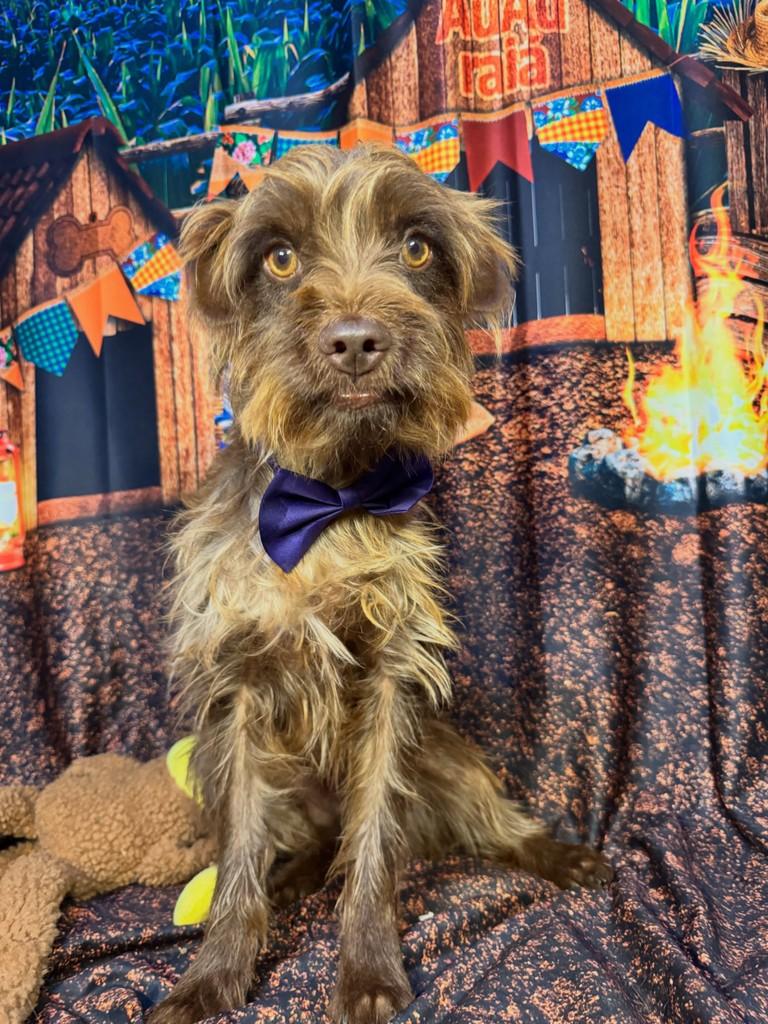 José Raimundo, cachorro de porte médio para adoção em Goiânia - GO