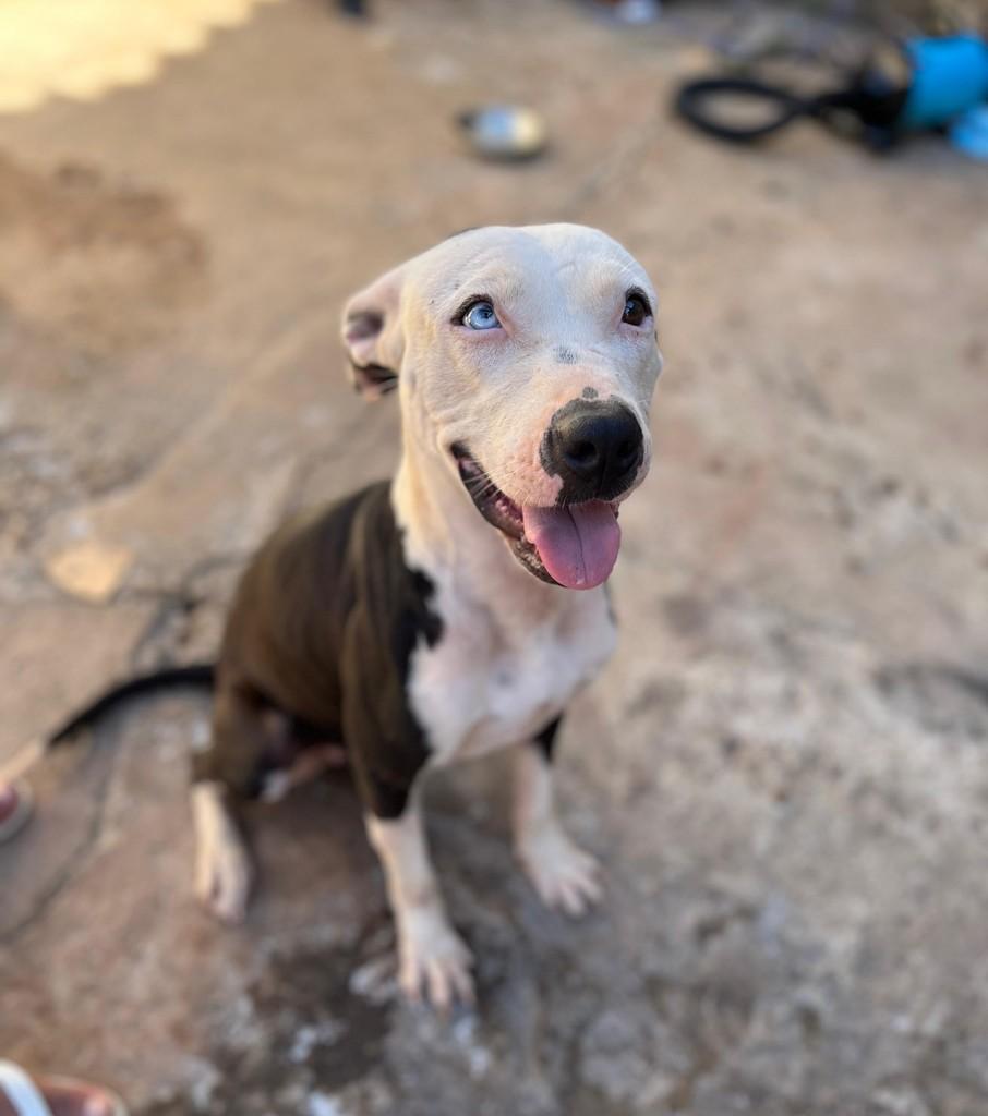Sabrina, cadela de porte médio para adoção em Goiânia - GO