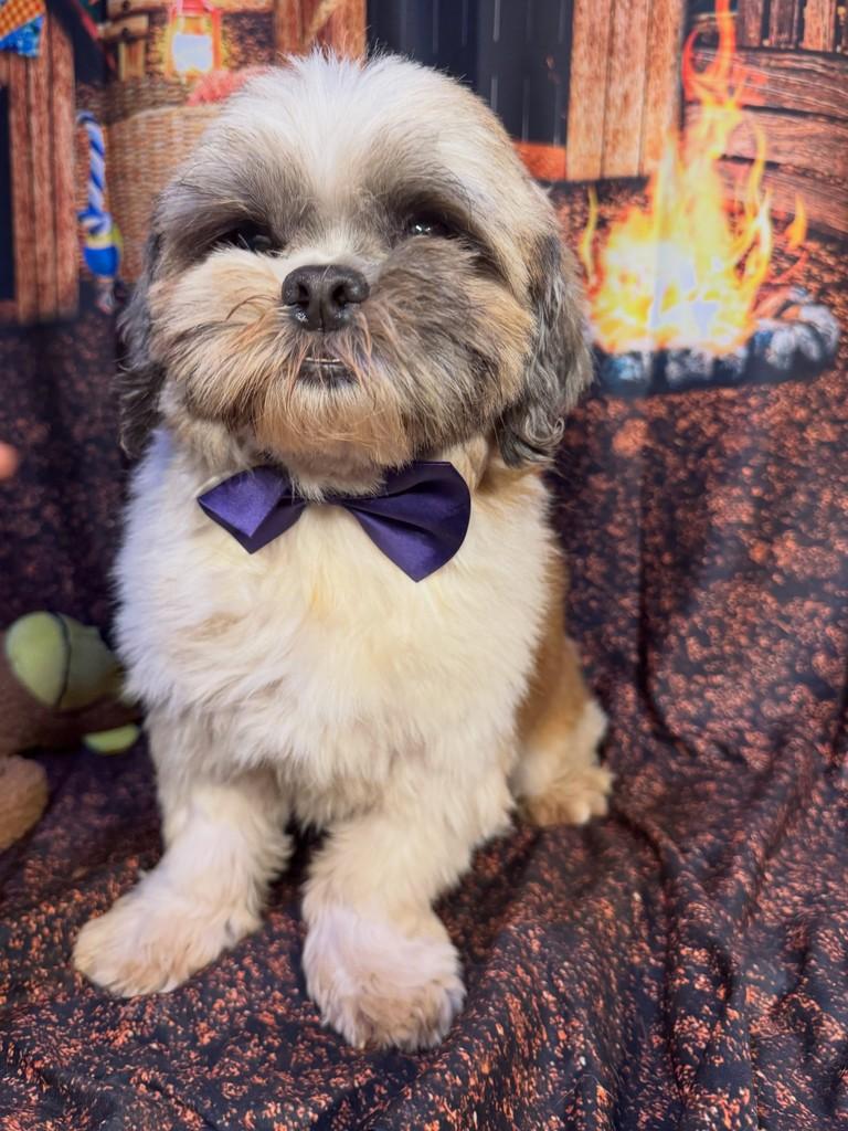 Fanikito, cachorro de porte pequeno para adoção em Goiânia - GO