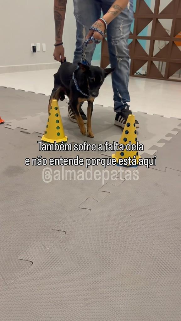 Billy, cachorro de porte médio para adoção em Goiânia - GO