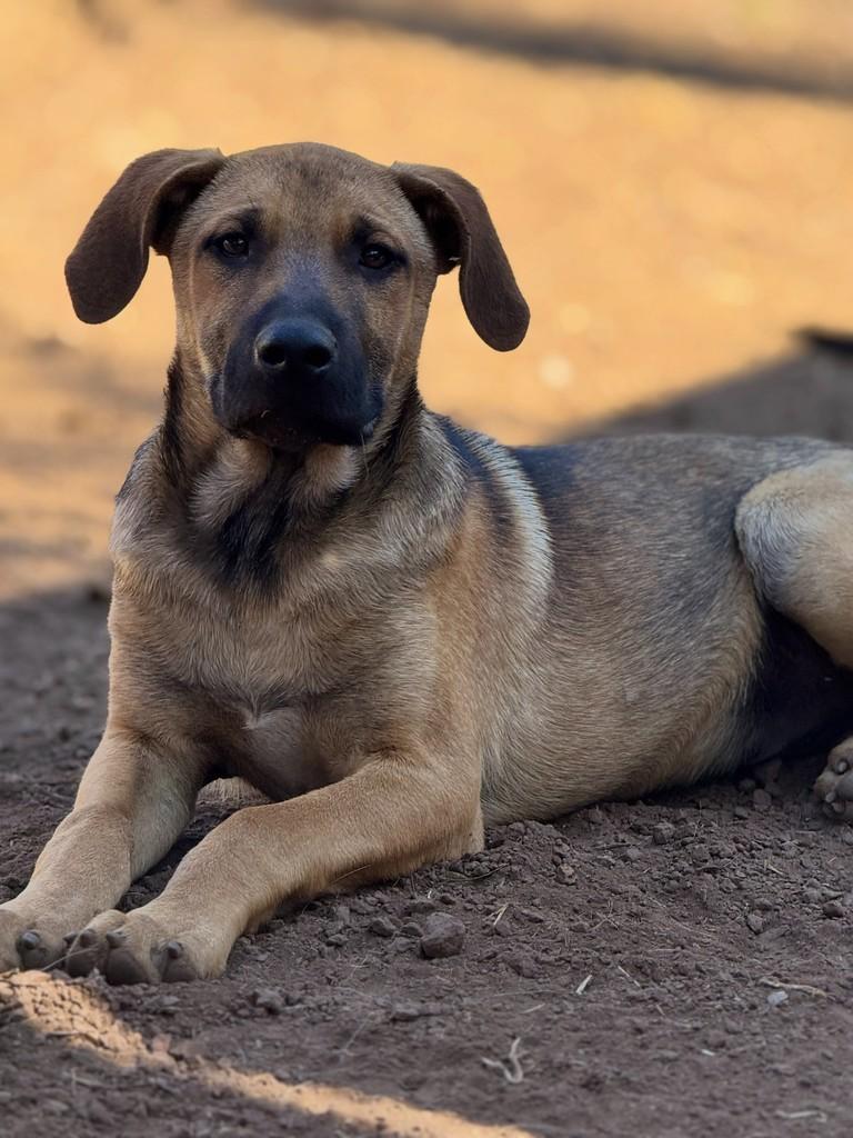 Robbie, cachorro de porte grande para adoção em Goiânia - GO