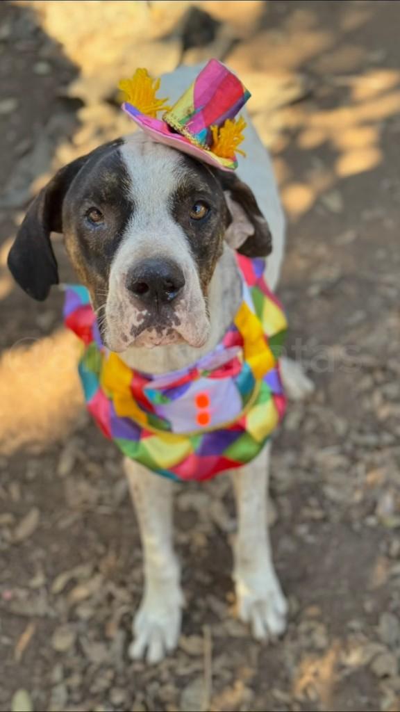 Lionel, cachorro de porte pequeno para adoção em Goiânia - GO