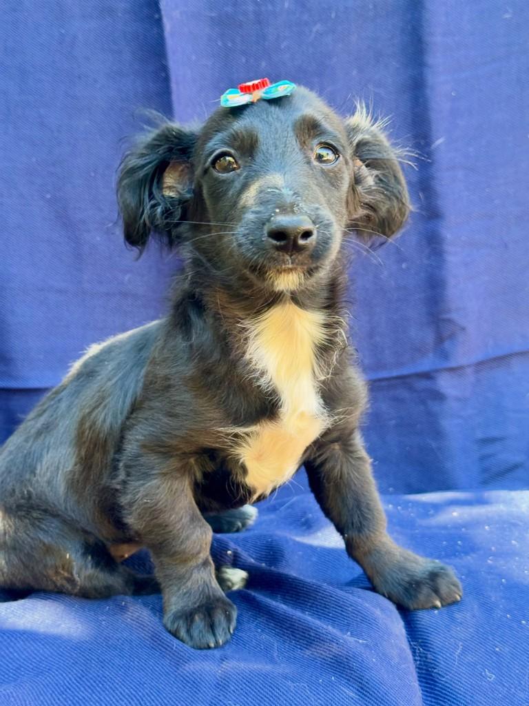 Lola María, cadela de porte pequeno para adoção em Goiânia - GO
