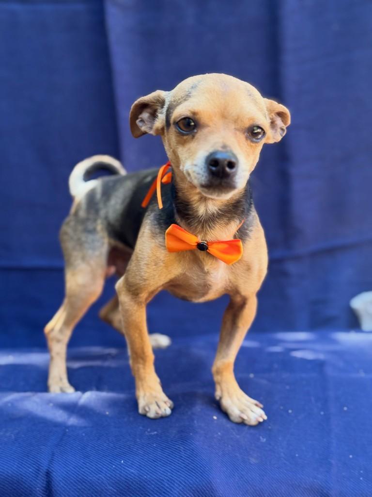 Picles, cachorro de porte pequeno para adoção em Goiânia - GO