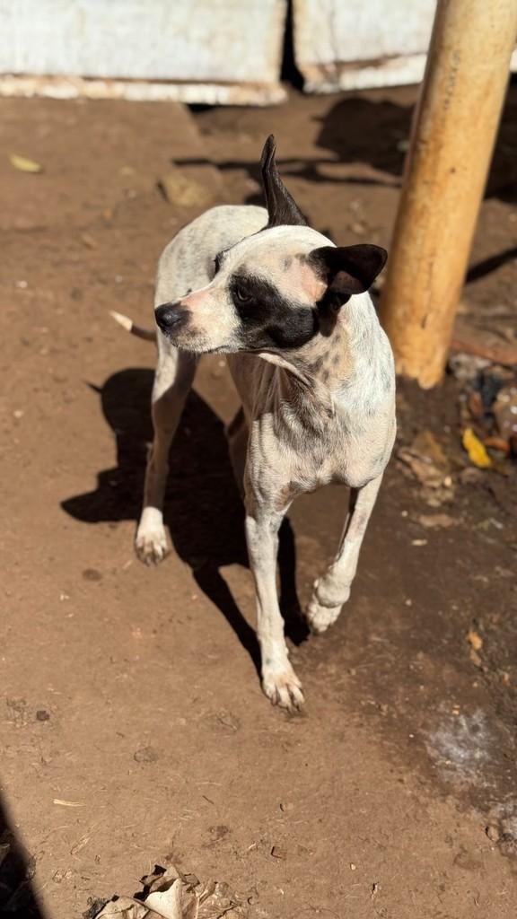 Ela, cachorro de porte pequeno para adoção em Goiânia - GO