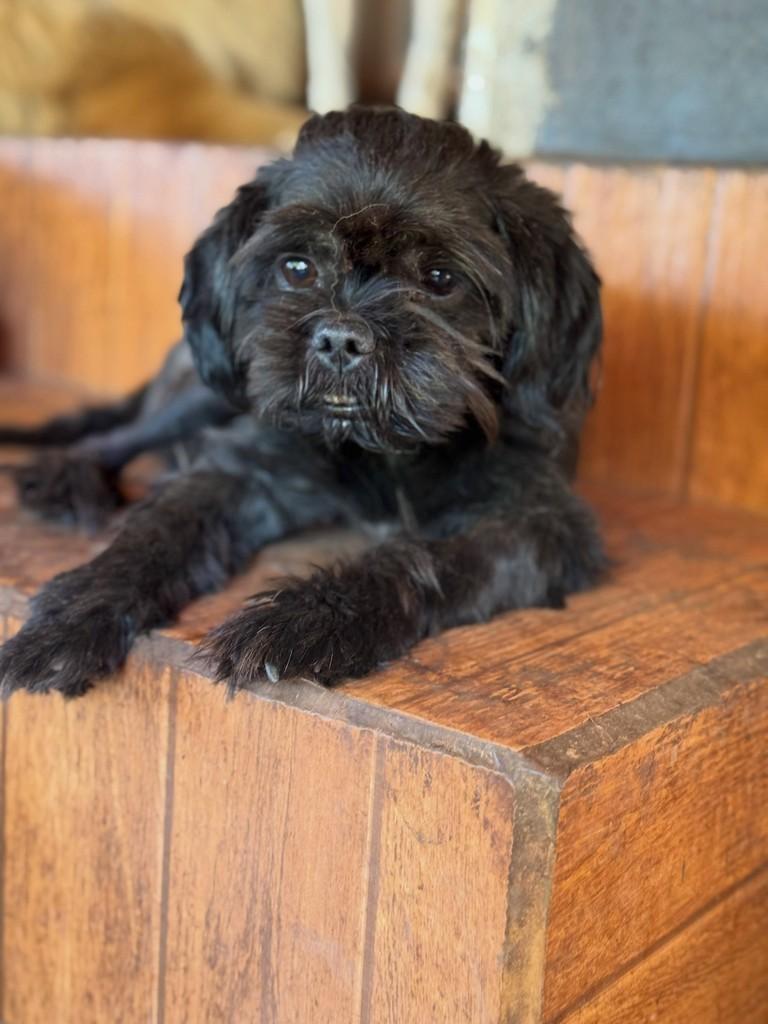 Oderico, cachorro de porte pequeno para adoção em Goiânia - GO