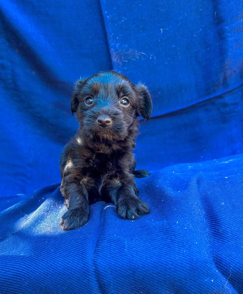Arthurzinho, cachorro de porte pequeno para adoção em Goiânia - GO