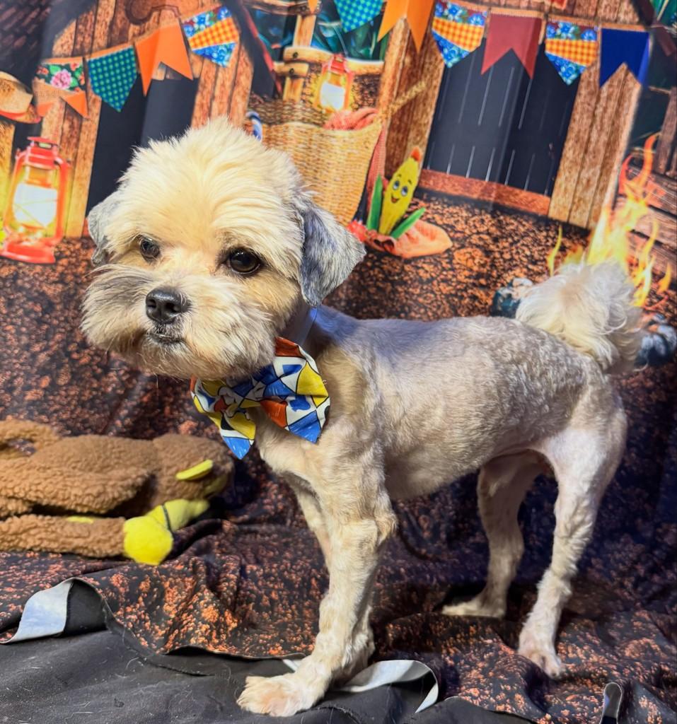 Batito, cachorro de porte pequeno para adoção em Goiânia - GO